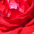 Rouge - Rosiers floribunda - Nina Weibull®